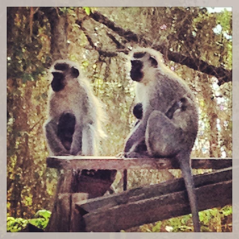 Port Saint Johnʼs Jungle Monkey Backpackersホステル エクステリア 写真